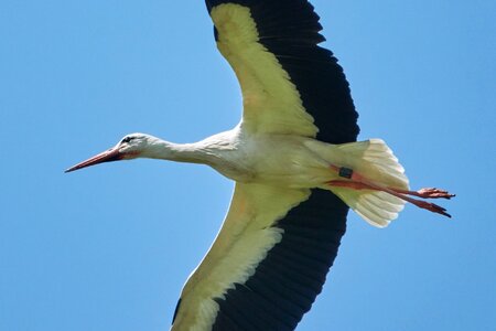 Bird rattle stork white stork