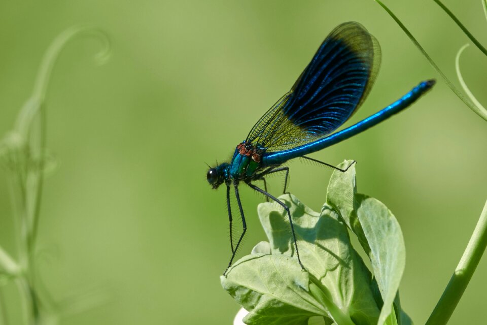 Summer wing green