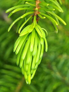 Spring fresh tree