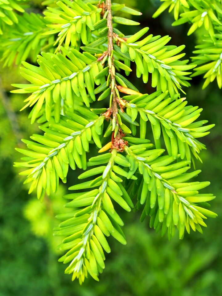 Spring fresh tree