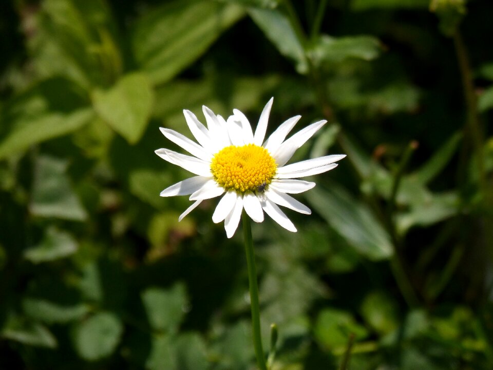 Flower petals detail