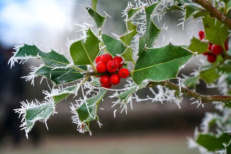 Frozen wintry berries