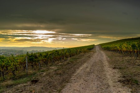 Wine landscape winegrowing