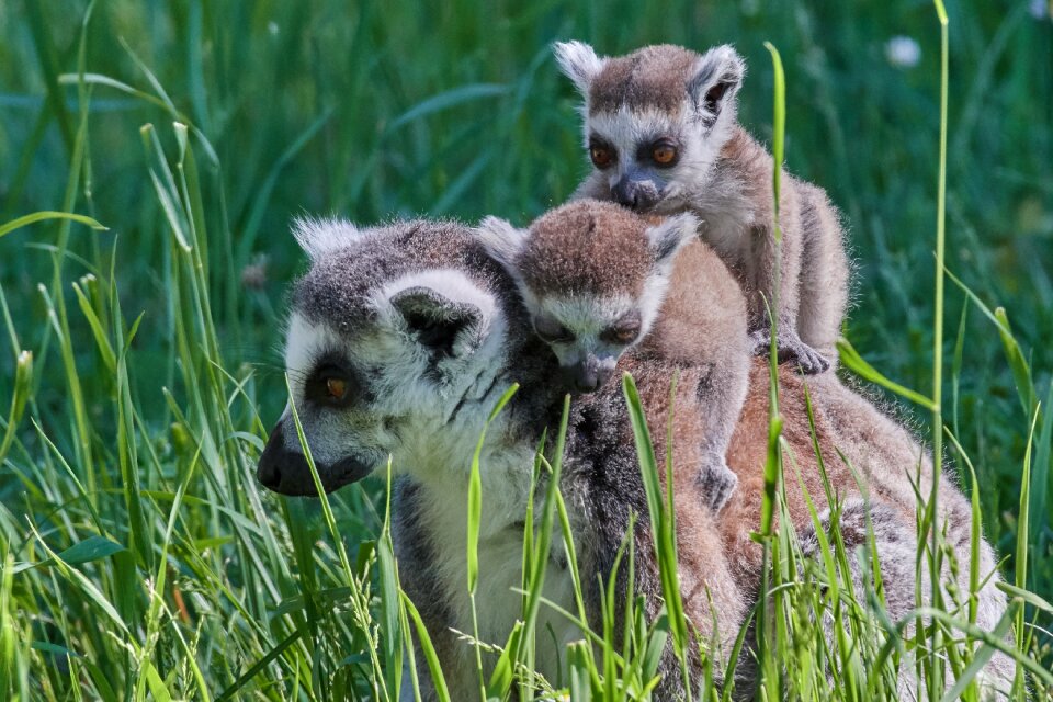 Cute primates nature