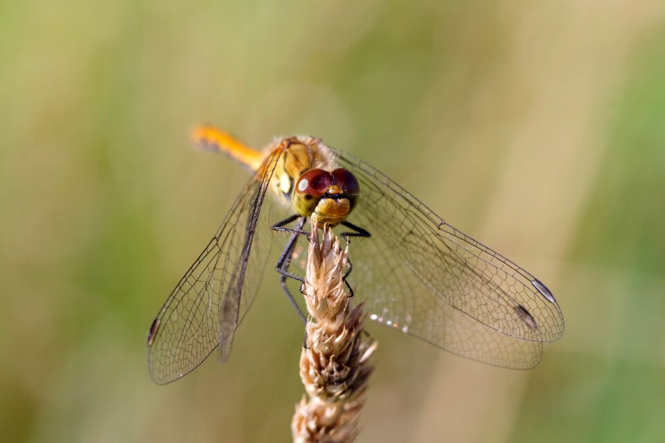 Dragonflies wing green