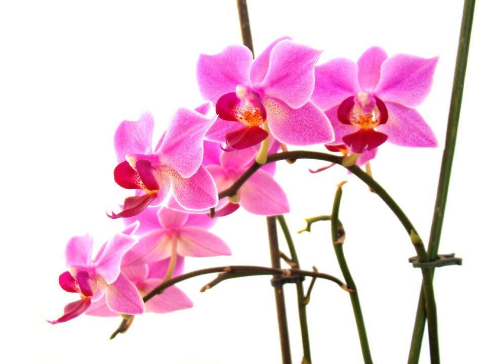 Petal blooming beautiful