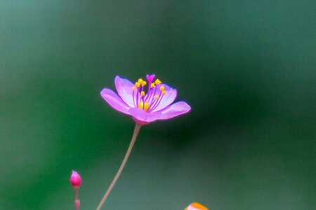 Leaf plant outdoor