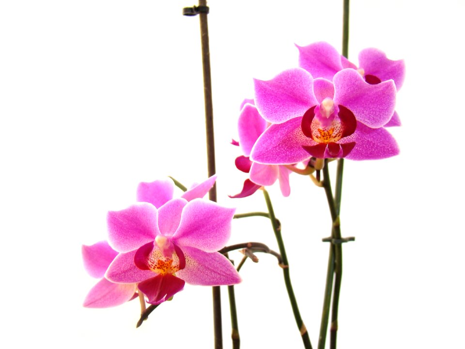Petal blooming beautiful