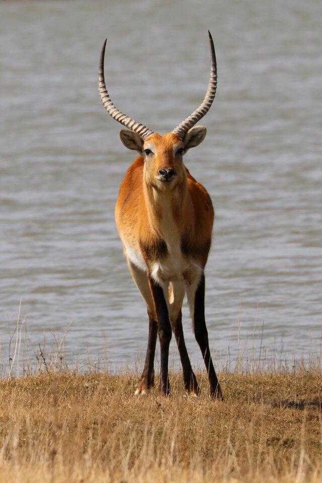Marsh antelope africa antelope