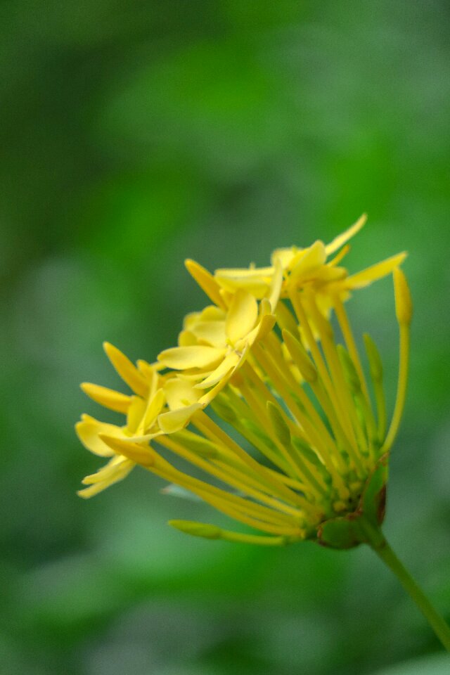 Leaf plant outdoor