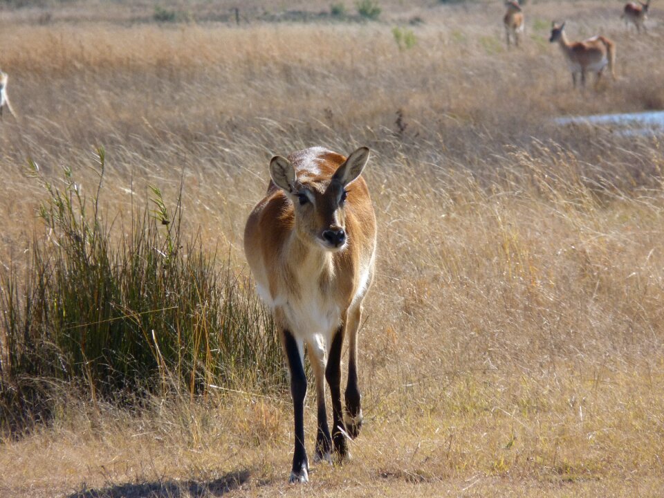 Marsh antelope africa antelope