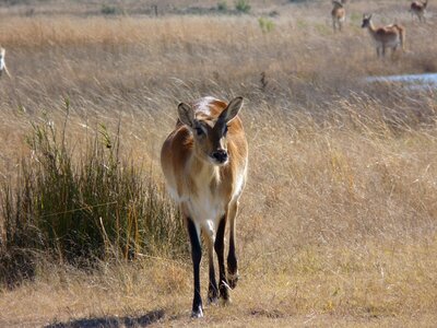 Marsh antelope africa antelope photo