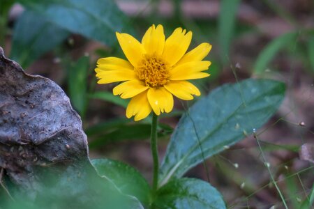 Leaf plant outdoor