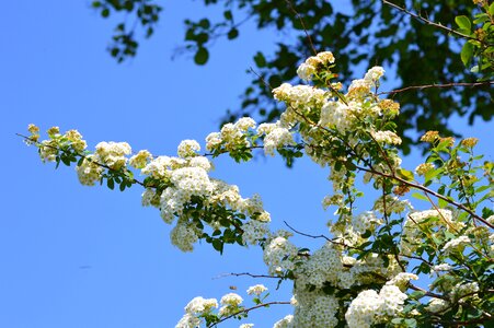 White spirea garden