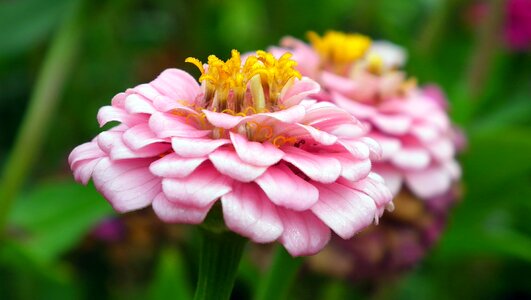 Summer nature macro