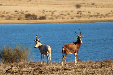 Nature animal world animals