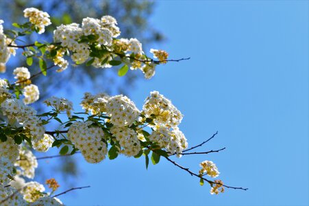 Garden flower white