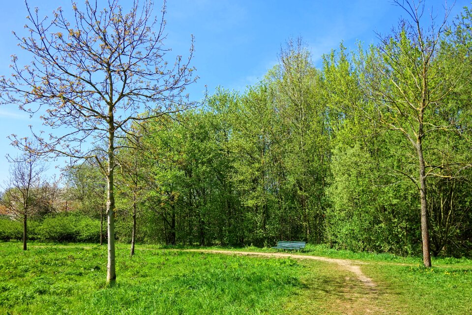 Bench landscape green