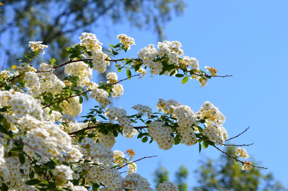 Flower garden nature