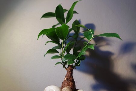 Plant small miniature