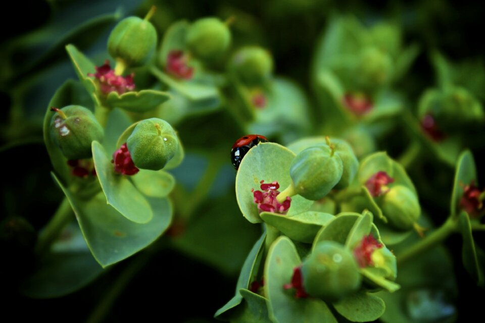 Wildlife beetle entomology