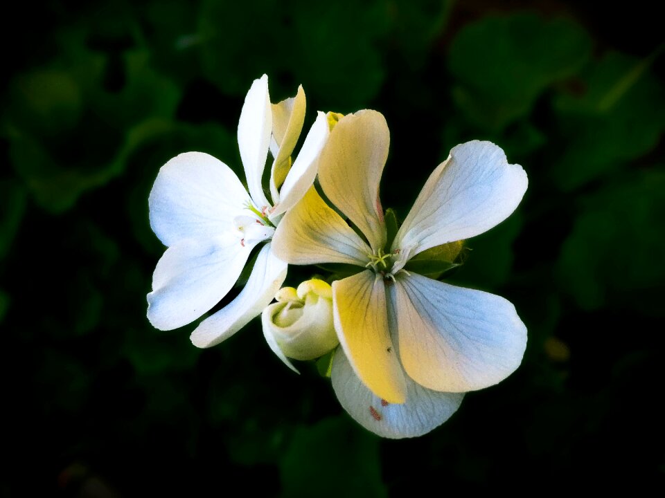 Spring nature flowers
