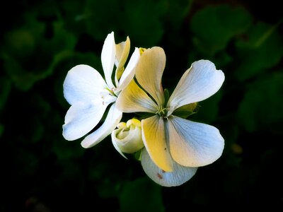 Spring nature flowers
