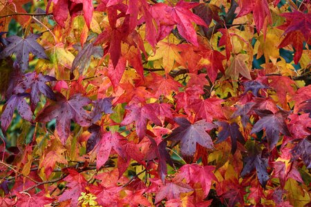 Colored leaves nature