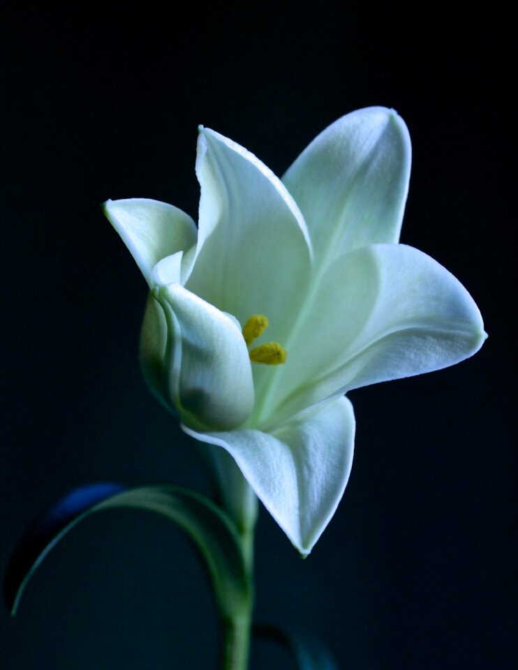Dramatic flower nature