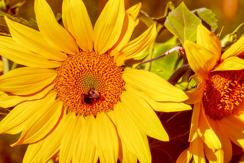 Bloom bright yellow