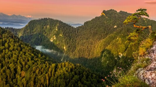 Pine sunrise landscape