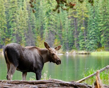 Moose child moose lake jasper