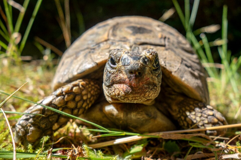 Nature reptile animal