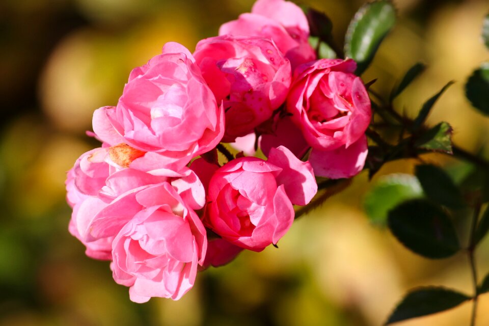 Shrub roses flowers nature