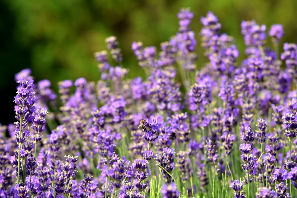 Purple violet plant photo