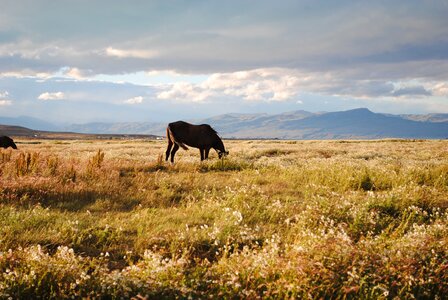 Patagonia nature landscape
