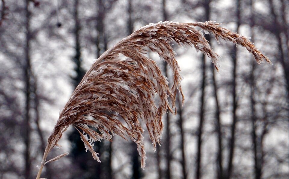 Winter frost nature