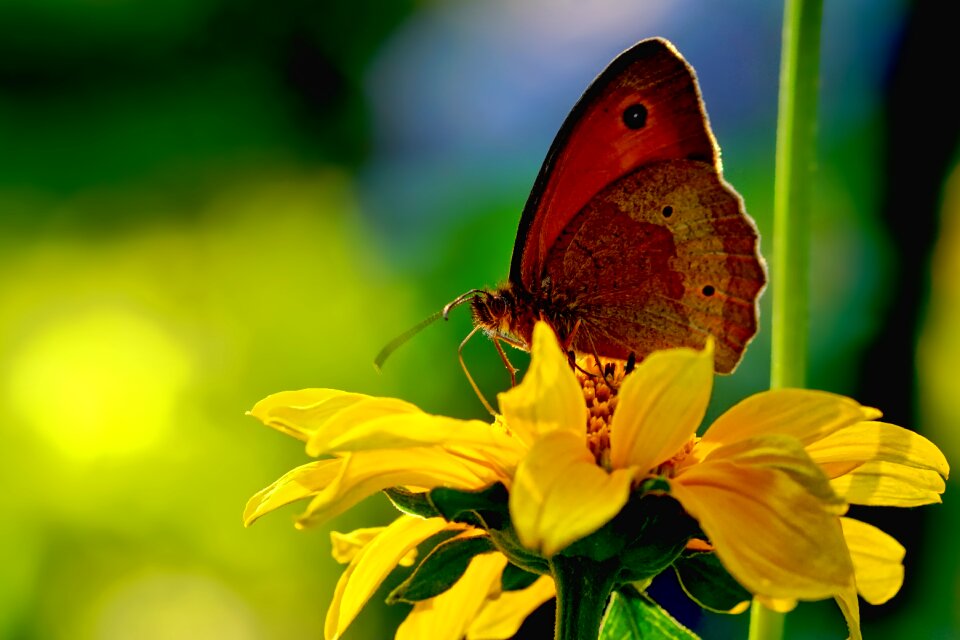 Butterfly lycaon close up