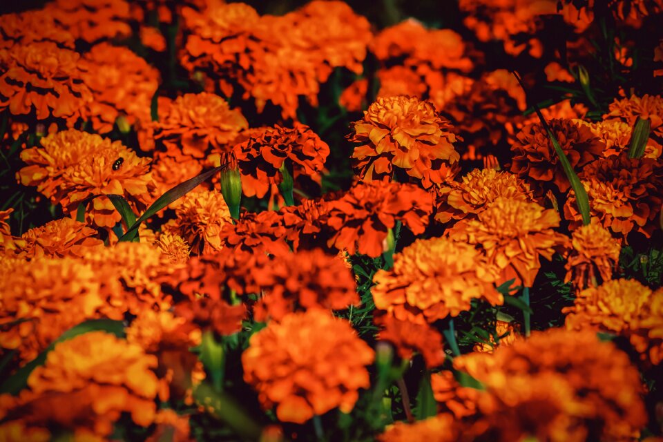 Garden summer flower flower