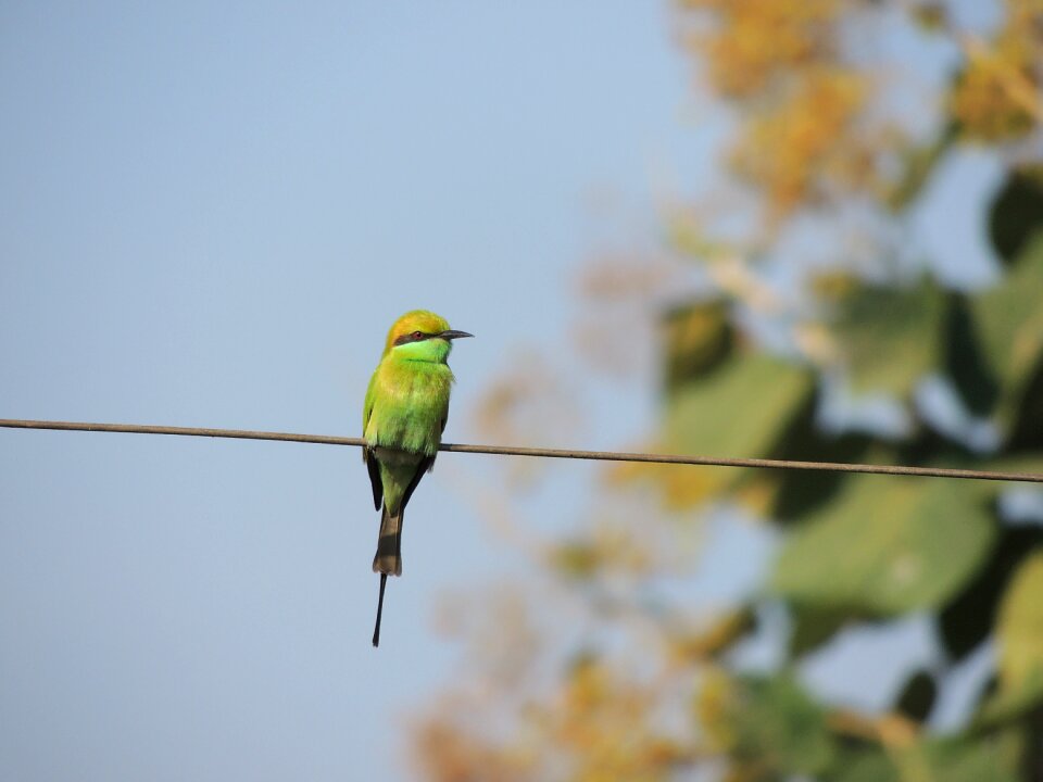 Animal wildlife tree