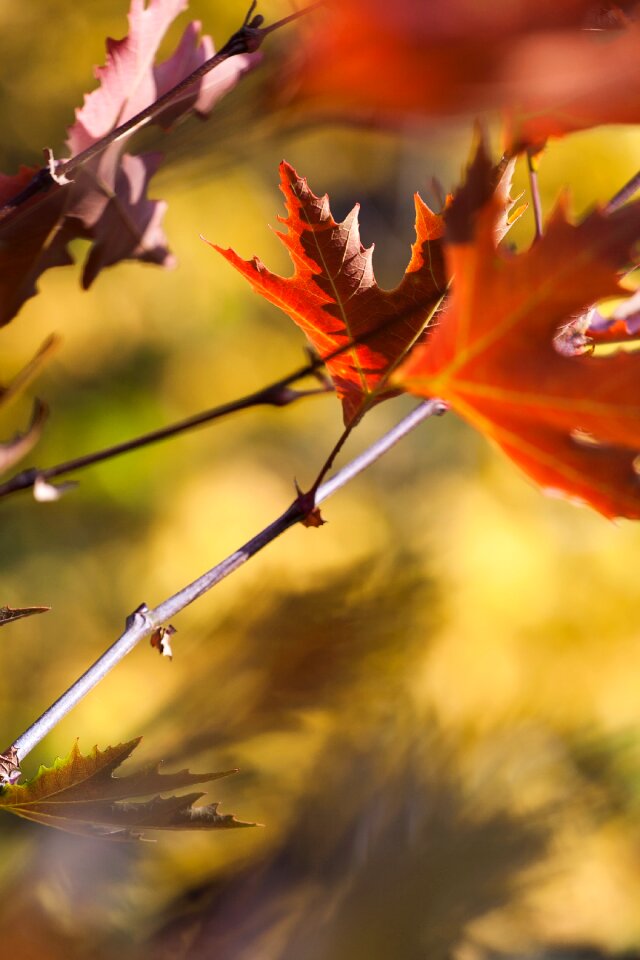 Yellow beautiful season