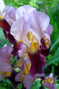 Blossom bloom iris photo