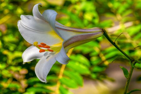 Lily liliaceae white photo