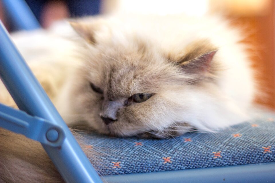 Animal domestic cat