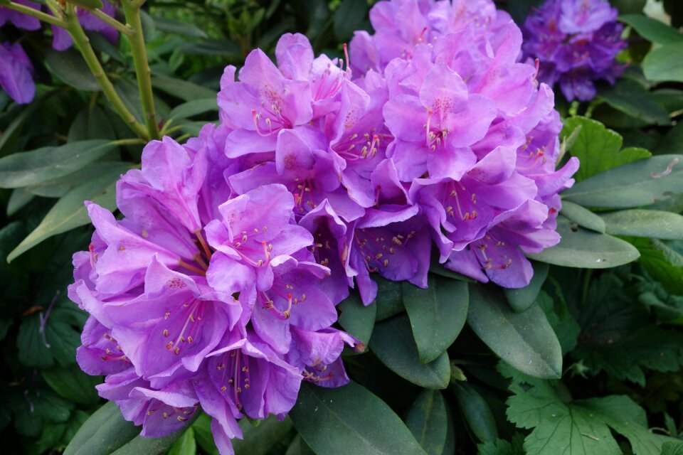 Blossom bloom purple rhododendron