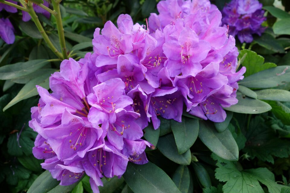 Blossom bloom purple rhododendron photo