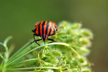 Red black insect close up