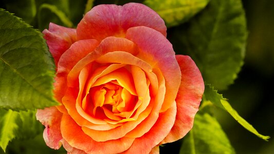 Noble greeting card flowers