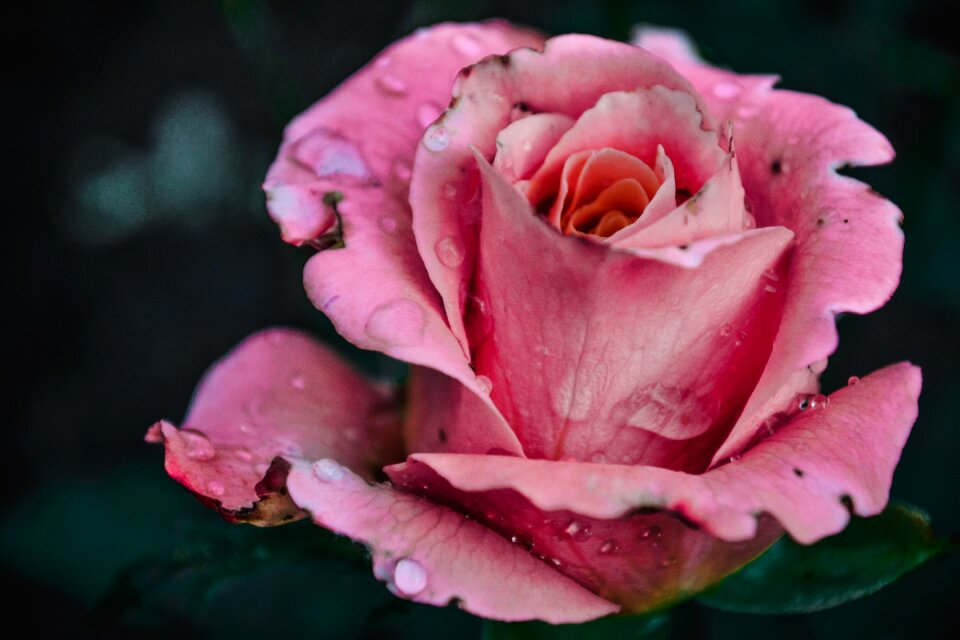 Rose summer rosa