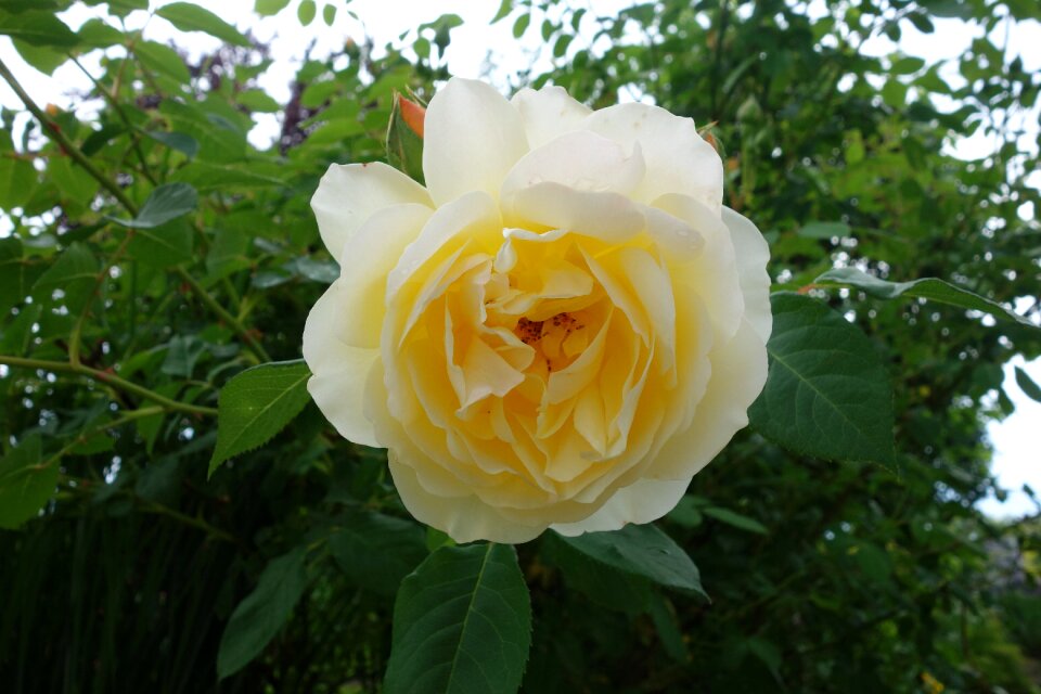 Open roses yellow roses rose blooms